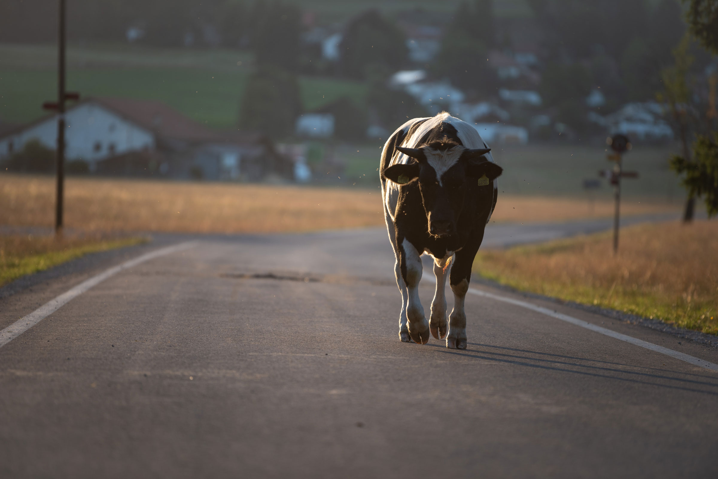 Who’s liable when livestock straying onto a road cause an accident?